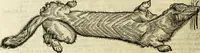 Picture 122 of 307 from The history of four-footed beasts and serpents. (1658), leaf 577
