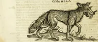 Picture 123 of 307 from The history of four-footed beasts and serpents. (1658), leaf 583