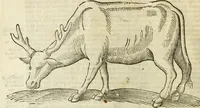 Picture 26 of 307 from The history of four-footed beasts and serpents. (1658), leaf 59