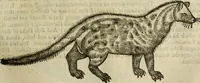 Picture 124 of 307 from The history of four-footed beasts and serpents. (1658), leaf 600
