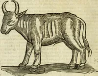 Picture 27 of 307 from The history of four-footed beasts and serpents. (1658), leaf 61
