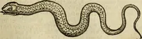 Picture 129 of 307 from The history of four-footed beasts and serpents. (1658), leaf 642