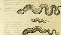 Picture 130 of 307 from The history of four-footed beasts and serpents. (1658), leaf 645