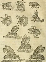 An illustration from The history of four-footed beasts and serpents. (1658)