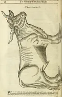 Picture 29 of 307 from The history of four-footed beasts and serpents. (1658), leaf 67