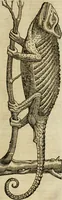 Picture 132 of 307 from The history of four-footed beasts and serpents. (1658), leaf 688