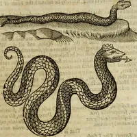 An illustration from The history of four-footed beasts and serpents. (1658)