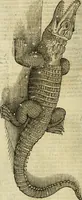 Picture 134 of 307 from The history of four-footed beasts and serpents. (1658), leaf 697