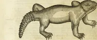 An illustration from The history of four-footed beasts and serpents. (1658)
