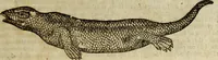 Picture 136 of 307 from The history of four-footed beasts and serpents. (1658), leaf 708
