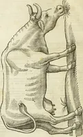 Picture 30 of 307 from The history of four-footed beasts and serpents. (1658), leaf 71