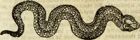 Picture 137 of 307 from The history of four-footed beasts and serpents. (1658), leaf 711