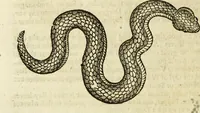 An illustration from The history of four-footed beasts and serpents. (1658)
