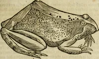 Picture 143 of 307 from The history of four-footed beasts and serpents. (1658), leaf 740