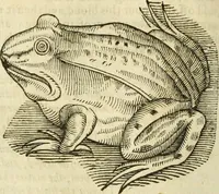 An illustration from The history of four-footed beasts and serpents. (1658)