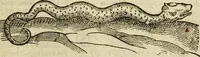 Picture 145 of 307 from The history of four-footed beasts and serpents. (1658), leaf 746