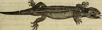 Picture 147 of 307 from The history of four-footed beasts and serpents. (1658), leaf 752