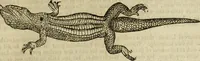 Picture 148 of 307 from The history of four-footed beasts and serpents. (1658), leaf 754
