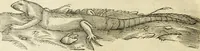 Picture 149 of 307 from The history of four-footed beasts and serpents. (1658), leaf 757
