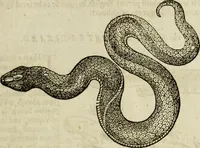 Picture 150 of 307 from The history of four-footed beasts and serpents. (1658), leaf 758