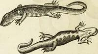 Picture 151 of 307 from The history of four-footed beasts and serpents. (1658), leaf 759