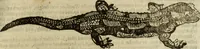 Picture 152 of 307 from The history of four-footed beasts and serpents. (1658), leaf 762