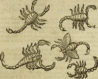 Picture 153 of 307 from The history of four-footed beasts and serpents. (1658), leaf 766