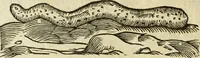 Picture 154 of 307 from The history of four-footed beasts and serpents. (1658), leaf 773