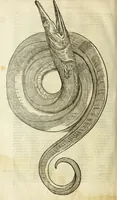 An illustration from The history of four-footed beasts and serpents. (1658)