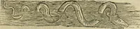 Picture 156 of 307 from The history of four-footed beasts and serpents. (1658), leaf 776
