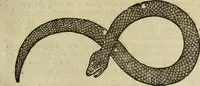 Picture 158 of 307 from The history of four-footed beasts and serpents. (1658), leaf 778