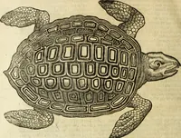 An illustration from The history of four-footed beasts and serpents. (1658)