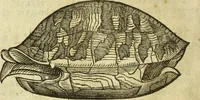 An illustration from The history of four-footed beasts and serpents. (1658)