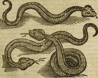 An illustration from The history of four-footed beasts and serpents. (1658)