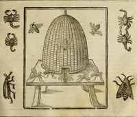 Picture 163 of 307 from The history of four-footed beasts and serpents. (1658), leaf 840
