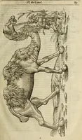 Picture 31 of 307 from The history of four-footed beasts and serpents. (1658), leaf 88