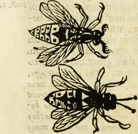 Picture 165 of 307 from The history of four-footed beasts and serpents. (1658), leaf 887