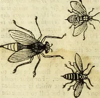 Picture 166 of 307 from The history of four-footed beasts and serpents. (1658), leaf 887