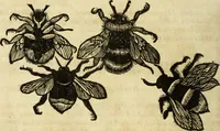 Picture 168 of 307 from The history of four-footed beasts and serpents. (1658), leaf 893
