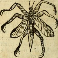 Picture 169 of 307 from The history of four-footed beasts and serpents. (1658), leaf 897