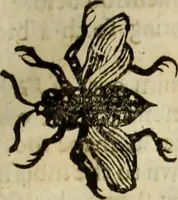 An illustration from The history of four-footed beasts and serpents. (1658)