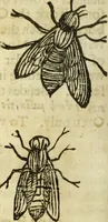 Picture 172 of 307 from The history of four-footed beasts and serpents. (1658), leaf 899