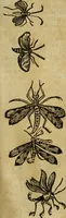 An illustration from The history of four-footed beasts and serpents. (1658)