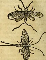 Picture 174 of 307 from The history of four-footed beasts and serpents. (1658), leaf 901
