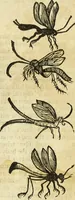 Picture 175 of 307 from The history of four-footed beasts and serpents. (1658), leaf 901