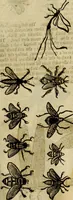 An illustration from The history of four-footed beasts and serpents. (1658)