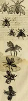 Picture 180 of 307 from The history of four-footed beasts and serpents. (1658), leaf 902