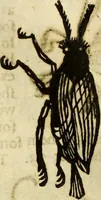 Picture 181 of 307 from The history of four-footed beasts and serpents. (1658), leaf 903
