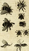 Picture 182 of 307 from The history of four-footed beasts and serpents. (1658), leaf 903