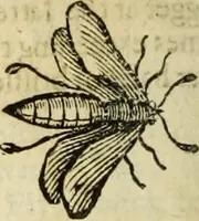 An illustration from The history of four-footed beasts and serpents. (1658)